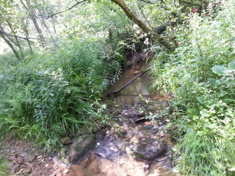 Stream beside trail