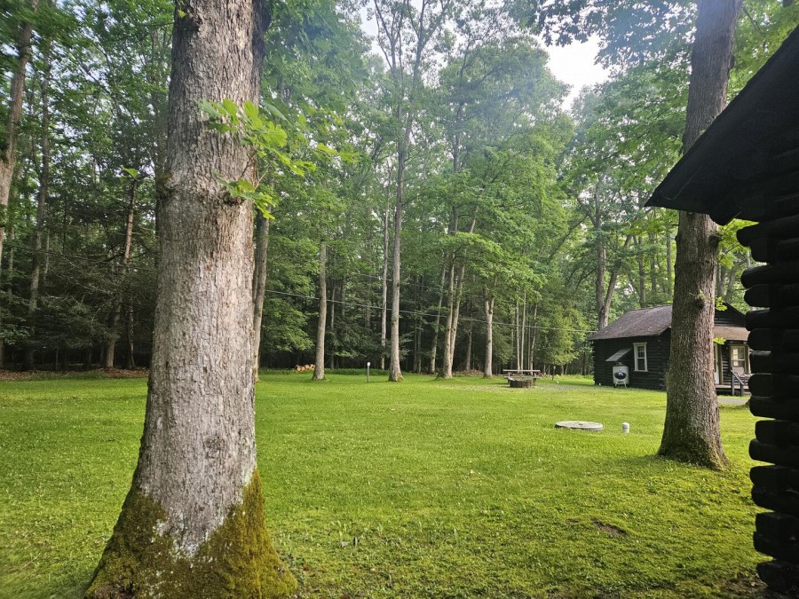 back yard1